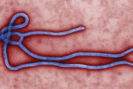 Le premier patient diagnostiqué hors d'Afrique comme ayant contracté le virus Ebola était rentré le 20 septembre du Liberia.